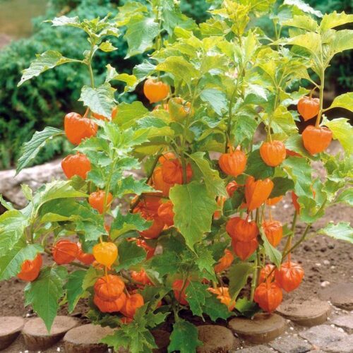 Physalis peruviana - Obrázek 1