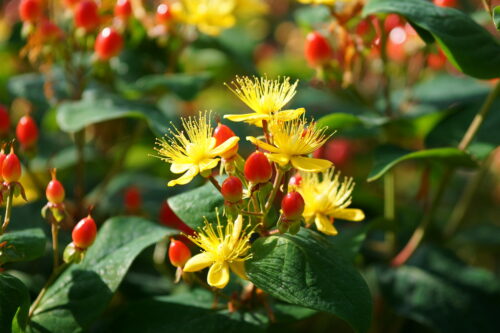 Hypericum androsaemum - Obrázek 1