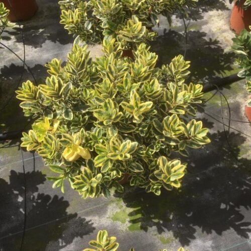 HEBE ADDENDA 'Golden Katarina' - Image 1