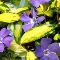Vinca minor 'Imagine'