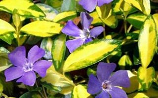 Vinca minor 'Imagine'