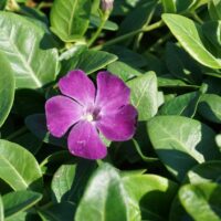 Vinca minor 'Verino'
