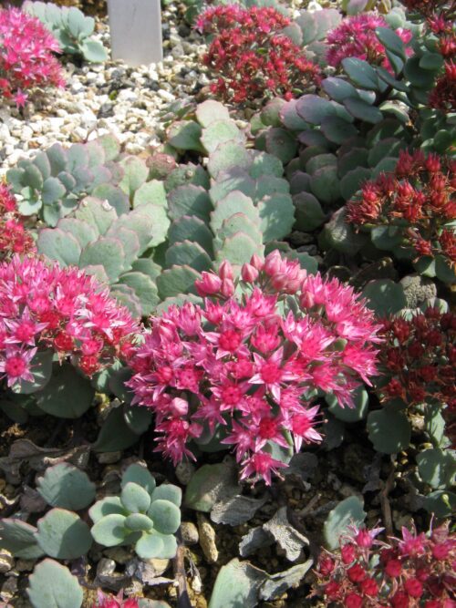 Sedum cauticola - Image 1