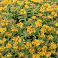 Sedum kamtschaticum