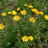 Inula ensifolia