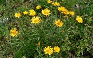Inula ensifolia