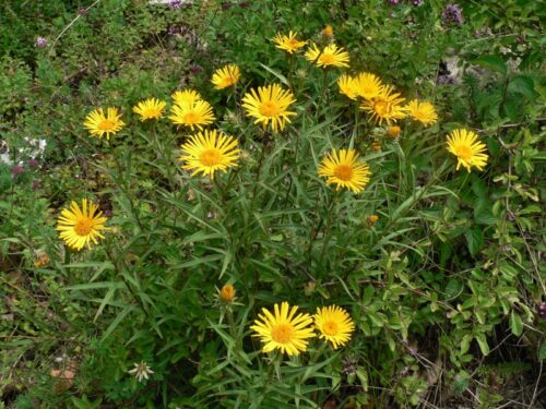 Inula ensifolia - Image 1