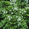 Hosta 'So Sweet' - Kontejner 1 l