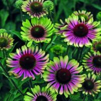 Echinacea purpurea Green Twister