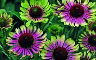 Echinacea purpurea Green Twister
