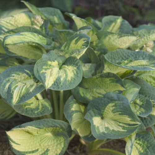 Hosta hybrida 'Great Expectation' - Obrázek 1