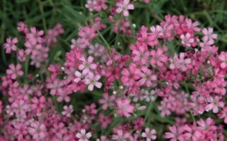 Gypsophila repens 'Rosea'
