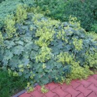 Alchemilla mollis