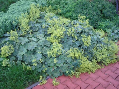 Alchemilla mollis - Image 1