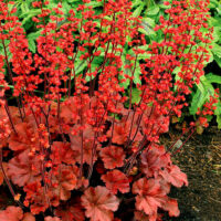 Heuchera 'Cherry Cola'