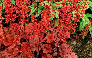Heuchera 'Cherry Cola'