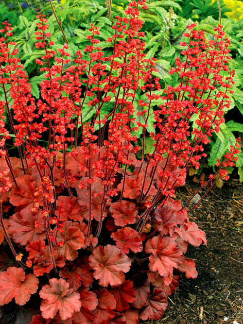 Heuchera 'Cherry Cola' - Obrázek 1