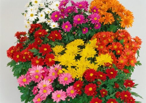 Chrysanthemum multiflora Trio Mini Mums - Image 1