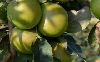 Jabloň sloupovitá 'Gold Sensation'