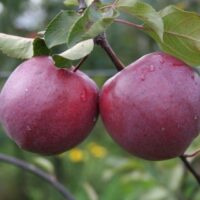 Jabloň 'Circe' Redlove®