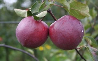 Jabloň 'Circe' Redlove®