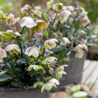 Helleborus x sahinii 'Winterbells'