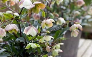 Helleborus x sahinii 'Winterbells'