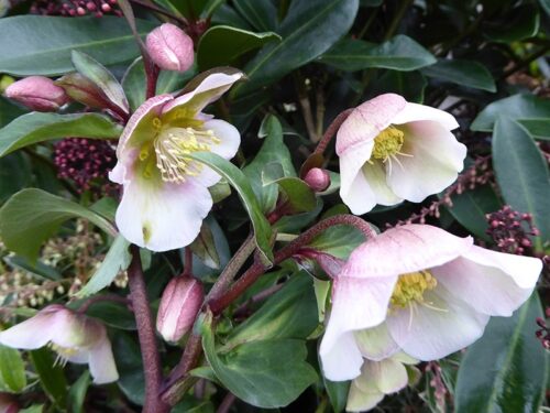 Helleborus x sahinii 'Winterbells' - Obrázek 2