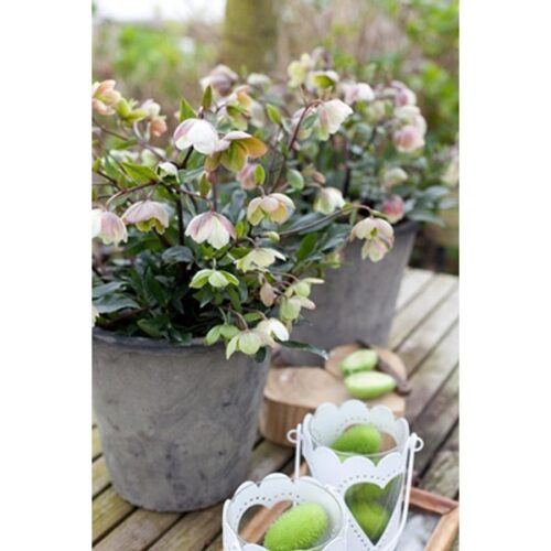 Helleborus x sahinii 'Winterbells' - Obrázek 3