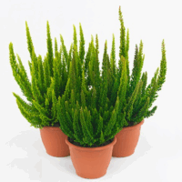 Calluna vulgaris 'Skyline'®