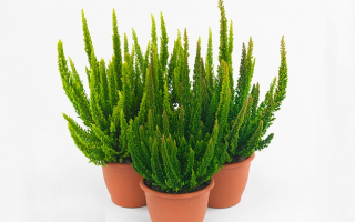 Calluna vulgaris 'Skyline'®