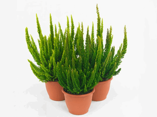 Calluna vulgaris 'Skyline'® - Obrázek 1