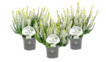Calluna vulgaris Beauty Ladies White Pearl®, P 10