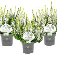 Calluna vulgaris Beauty Ladies White Pearl®, P 10