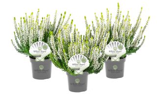 Calluna vulgaris Beauty Ladies White Pearl®, P 10