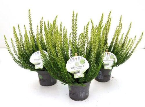 Calluna vulgaris Beauty Ladies White Pearl®, P 10 - Obrázek 2