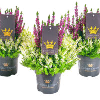 Calluna vulgaris Beauty Ladies Colour Crown®, P 11