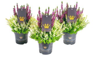 Calluna vulgaris Beauty Ladies Colour Crown®, P 11