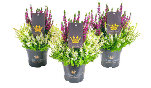 Calluna vulgaris Beauty Ladies Colour Crown®, P 11 - Obrázek 1
