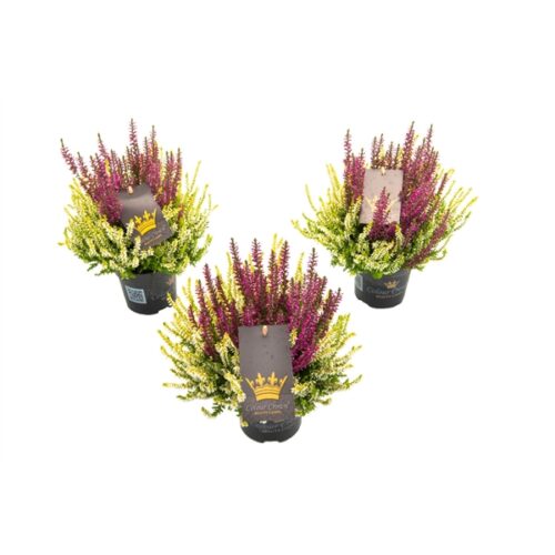 Calluna vulgaris Beauty Ladies Colour Crown®, P 11 - Obrázek 2
