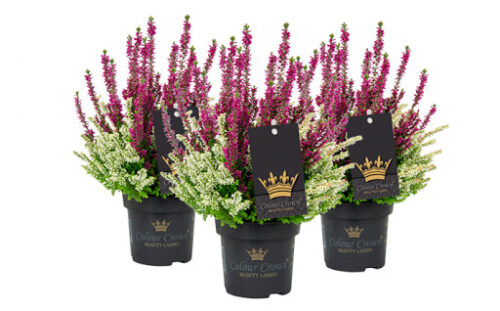 Calluna vulgaris Beauty Ladies Colour Crown®, P 11 - Obrázek 3