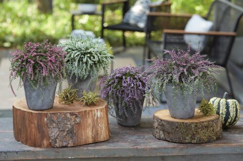 Calluna vulgaris Garden Girls 'Rasta Girls'® - Obrázek 2