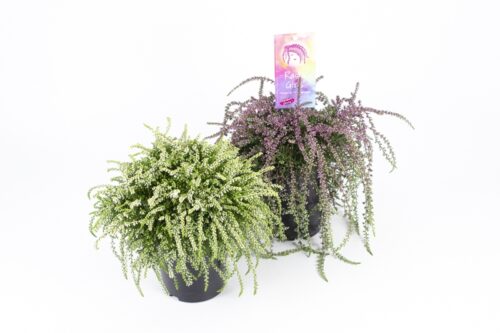 Calluna vulgaris Garden Girls 'Rasta Girls'® - Obrázek 4