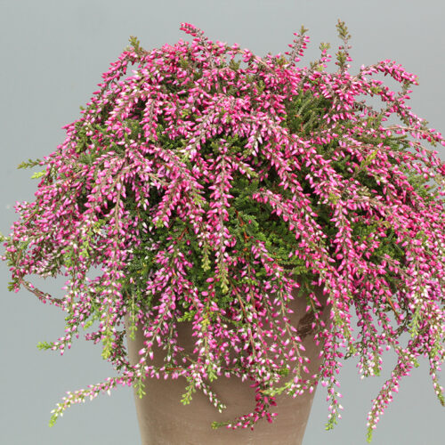 Calluna vulgaris Garden Girls 'Rasta Girls'® - Obrázek 3