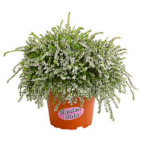 Calluna vulgaris Garden Girls 'Rasta Girls'®