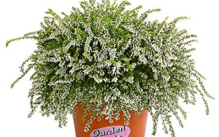 Calluna vulgaris Garden Girls 'Rasta Girls'®