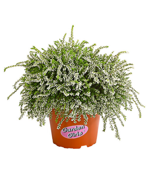 Calluna vulgaris Garden Girls 'Rasta Girls'® - Obrázek 1