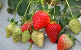 Jahody – sazenice Malling centenary (10pack), raná, exclusiv