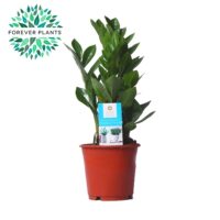 ZAMIOCULCAS