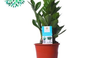 ZAMIOCULCAS